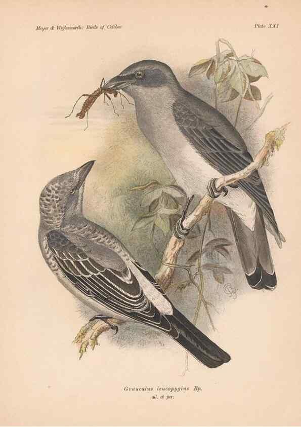 Reproducción/Reproduction 49814718266: The birds of Celebes and the neighbouring islands /. Berlin :R. Friedländer & Sohn,1898.. 