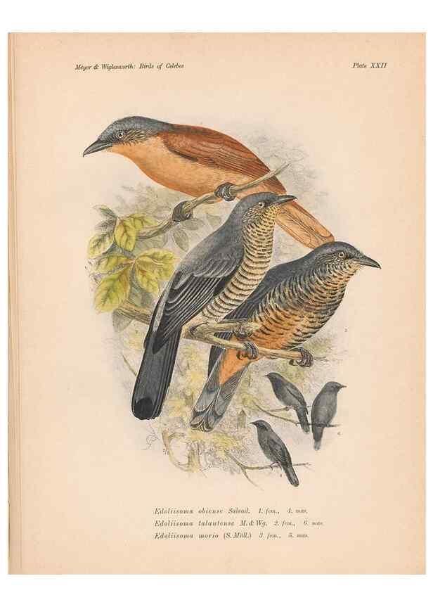 Reproducción/Reproduction 49814718471: The birds of Celebes and the neighbouring islands /. Berlin :R. Friedländer & Sohn,1898.. 