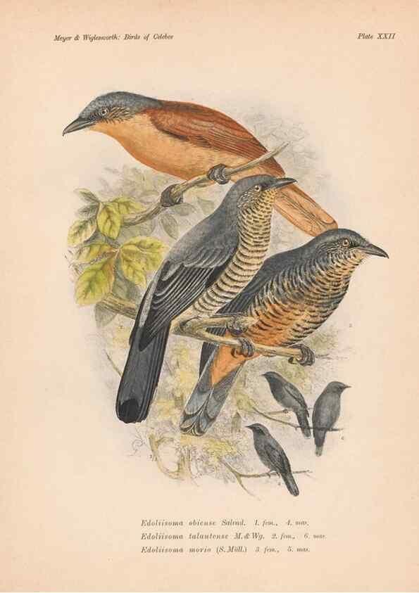 Reproducción/Reproduction 49814718471: The birds of Celebes and the neighbouring islands /. Berlin :R. Friedländer & Sohn,1898.. 