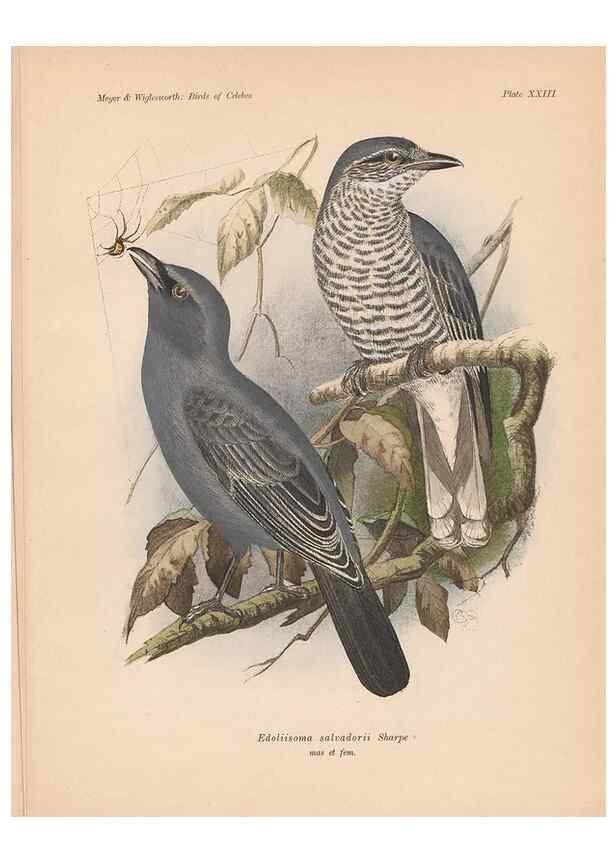 Reproducción/Reproduction 49814718721: The birds of Celebes and the neighbouring islands /. Berlin :R. Friedländer & Sohn,1898.. 