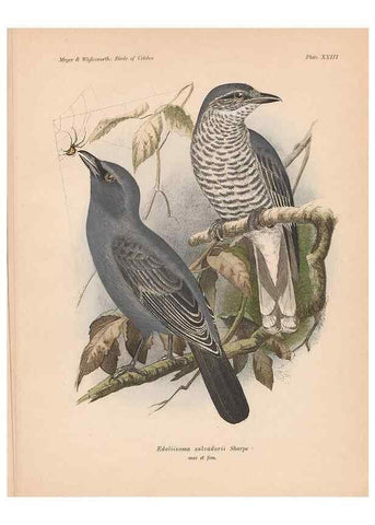 Reproducción/Reproduction 49814718721: The birds of Celebes and the neighbouring islands /. Berlin :R. Friedländer & Sohn,1898.. 