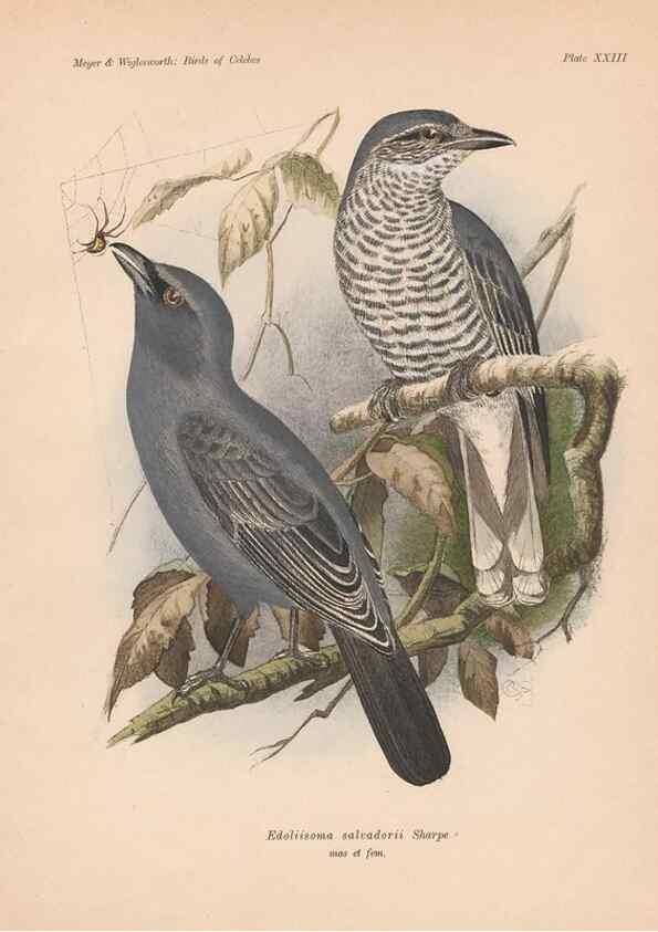 Reproducción/Reproduction 49814718721: The birds of Celebes and the neighbouring islands /. Berlin :R. Friedländer & Sohn,1898.. 