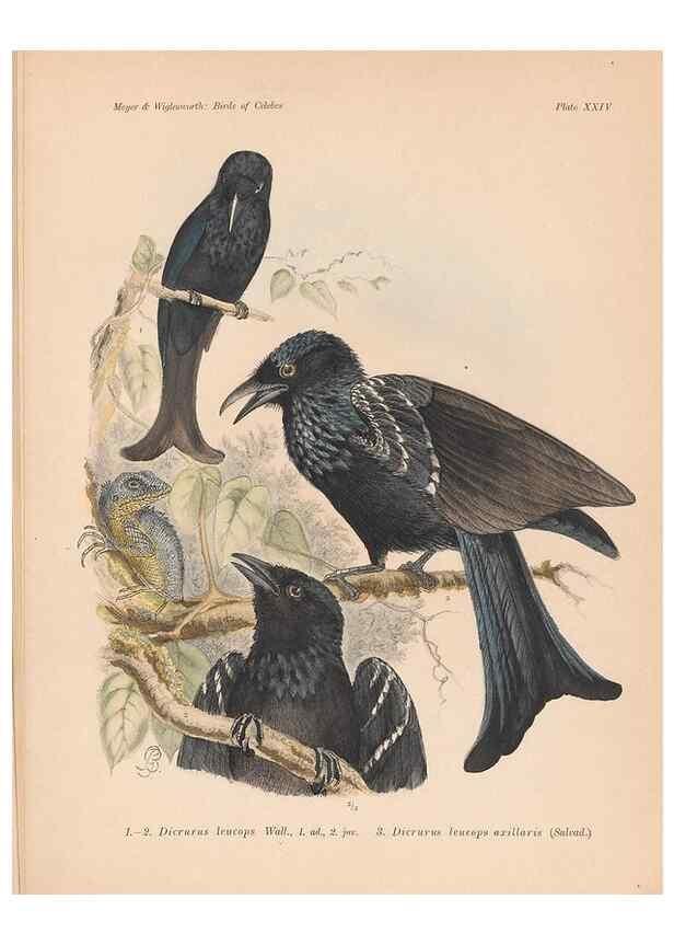 Reproducción/Reproduction 49814718891: The birds of Celebes and the neighbouring islands /. Berlin :R. Friedländer & Sohn,1898.. 