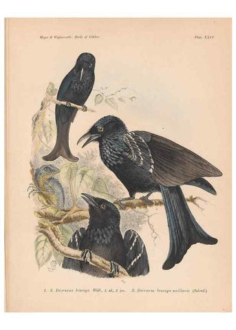 Reproducción/Reproduction 49814718891: The birds of Celebes and the neighbouring islands /. Berlin :R. Friedländer & Sohn,1898.. 