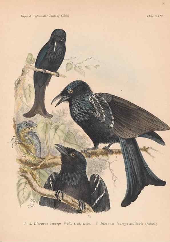 Reproducción/Reproduction 49814718891: The birds of Celebes and the neighbouring islands /. Berlin :R. Friedländer & Sohn,1898.. 