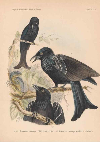 Reproducción/Reproduction 49814718891: The birds of Celebes and the neighbouring islands /. Berlin :R. Friedländer & Sohn,1898.. 
