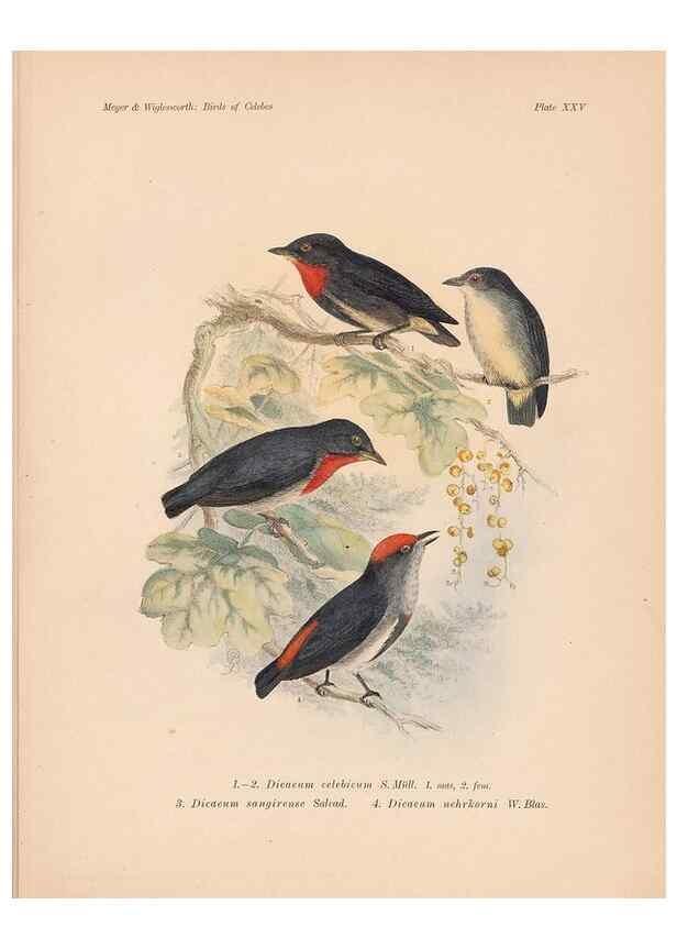 Reproducción/Reproduction 49814179068: The birds of Celebes and the neighbouring islands /. Berlin :R. Friedländer & Sohn,1898.. 