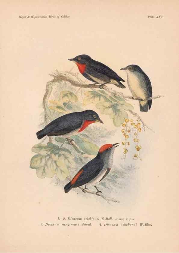 Reproducción/Reproduction 49814179068: The birds of Celebes and the neighbouring islands /. Berlin :R. Friedländer & Sohn,1898.. 