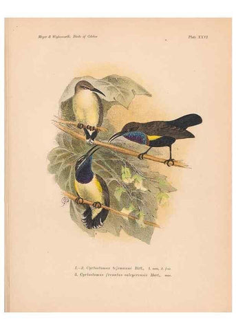 Reproducción/Reproduction 49814179293: The birds of Celebes and the neighbouring islands /. Berlin :R. Friedländer & Sohn,1898.. 
