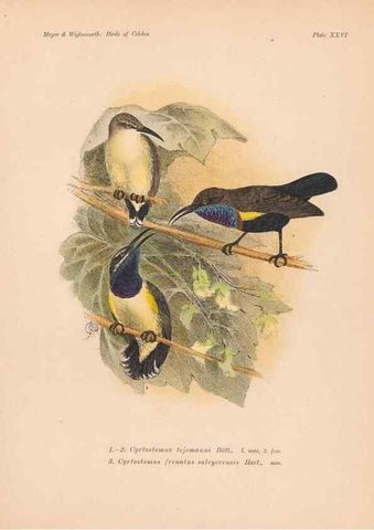 Reproducción/Reproduction 49814179293: The birds of Celebes and the neighbouring islands /. Berlin :R. Friedländer & Sohn,1898.. 