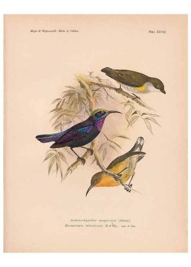 Reproducción/Reproduction 49815028292: The birds of Celebes and the neighbouring islands /. Berlin :R. Friedländer & Sohn,1898.. 