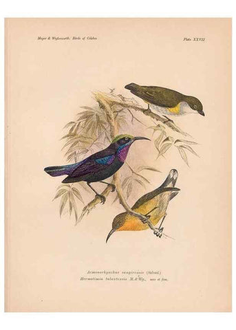 Reproducción/Reproduction 49815028292: The birds of Celebes and the neighbouring islands /. Berlin :R. Friedländer & Sohn,1898.. 