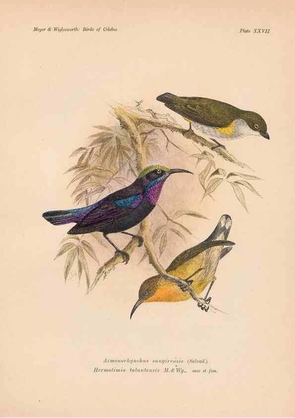 Reproducción/Reproduction 49815028292: The birds of Celebes and the neighbouring islands /. Berlin :R. Friedländer & Sohn,1898.. 