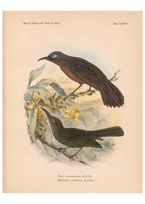 Reproducción/Reproduction 49815028552: The birds of Celebes and the neighbouring islands /. Berlin :R. Friedländer & Sohn,1898.. 