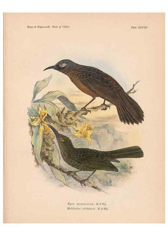 Reproducción/Reproduction 49815028552: The birds of Celebes and the neighbouring islands /. Berlin :R. Friedländer & Sohn,1898.. 