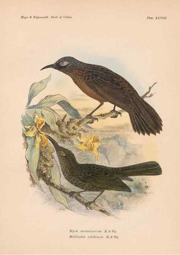Reproducción/Reproduction 49815028552: The birds of Celebes and the neighbouring islands /. Berlin :R. Friedländer & Sohn,1898.. 