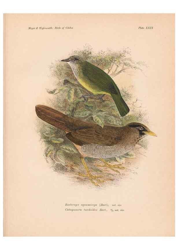 Reproducción/Reproduction 49814720161: The birds of Celebes and the neighbouring islands /. Berlin :R. Friedländer & Sohn,1898.. 