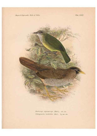 Reproducción/Reproduction 49814720161: The birds of Celebes and the neighbouring islands /. Berlin :R. Friedländer & Sohn,1898.. 