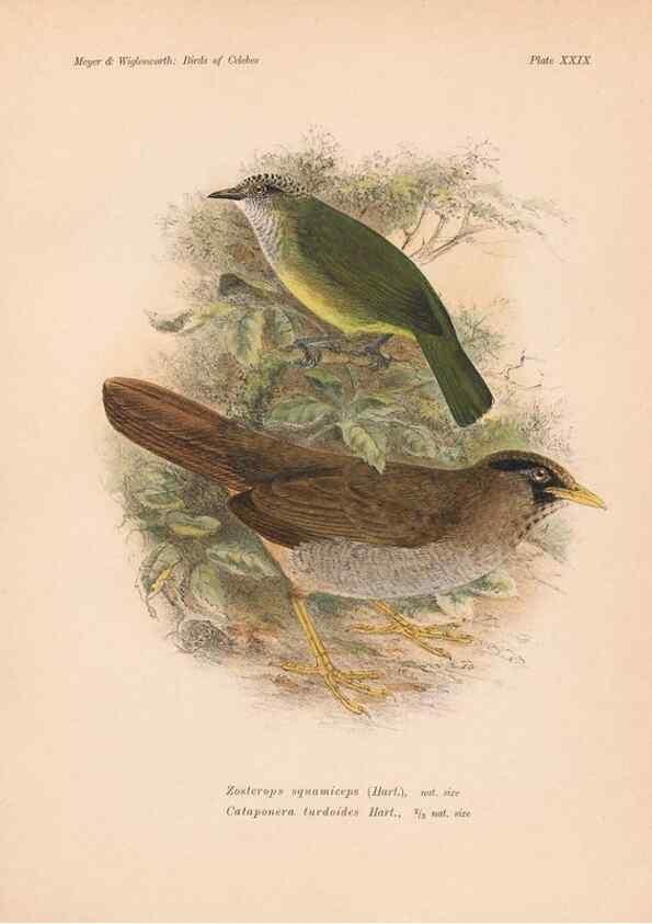 Reproducción/Reproduction 49814720161: The birds of Celebes and the neighbouring islands /. Berlin :R. Friedländer & Sohn,1898.. 