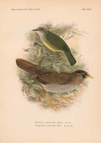 Reproducción/Reproduction 49814720161: The birds of Celebes and the neighbouring islands /. Berlin :R. Friedländer & Sohn,1898.. 