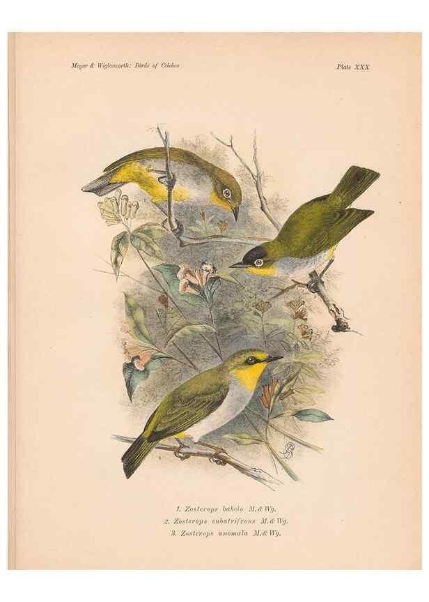 Reproducción/Reproduction 49815028972: The birds of Celebes and the neighbouring islands /. Berlin :R. Friedländer & Sohn,1898.. 