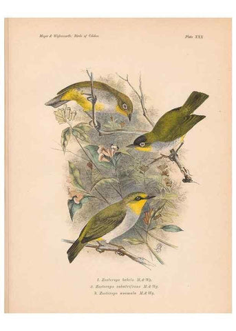 Reproducción/Reproduction 49815028972: The birds of Celebes and the neighbouring islands /. Berlin :R. Friedländer & Sohn,1898.. 