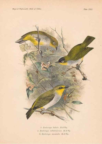 Reproducción/Reproduction 49815028972: The birds of Celebes and the neighbouring islands /. Berlin :R. Friedländer & Sohn,1898.. 