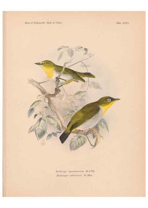 Reproducción/Reproduction 49814720541: The birds of Celebes and the neighbouring islands /. Berlin :R. Friedländer & Sohn,1898.. 