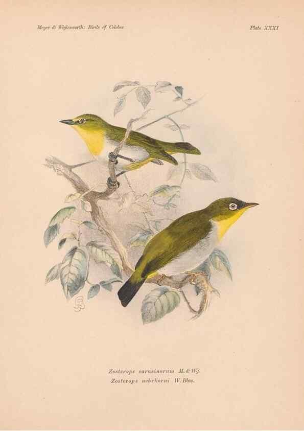 Reproducción/Reproduction 49814720541: The birds of Celebes and the neighbouring islands /. Berlin :R. Friedländer & Sohn,1898.. 