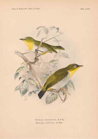 Reproducción/Reproduction 49814720541: The birds of Celebes and the neighbouring islands /. Berlin :R. Friedländer & Sohn,1898.. 