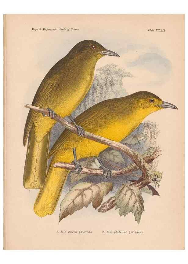 Reproducción/Reproduction 49814720721: The birds of Celebes and the neighbouring islands /. Berlin :R. Friedländer & Sohn,1898.. 