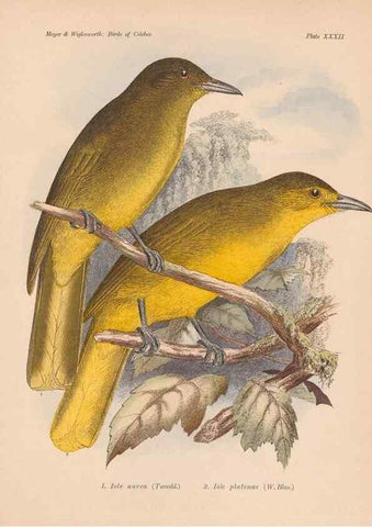 Reproducción/Reproduction 49814720721: The birds of Celebes and the neighbouring islands /. Berlin :R. Friedländer & Sohn,1898.. 