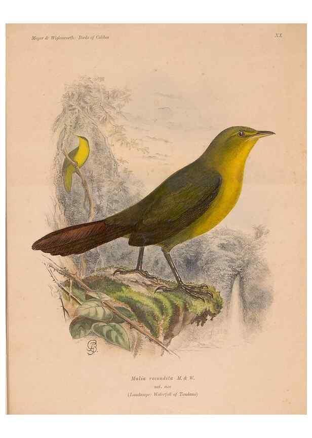 Reproducción/Reproduction 49815029667: The birds of Celebes and the neighbouring islands /. Berlin :R. Friedländer & Sohn,1898.. 
