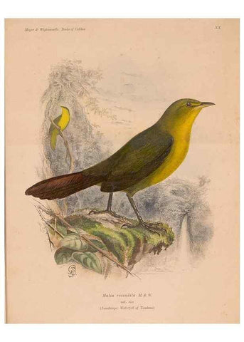 Reproducción/Reproduction 49815029667: The birds of Celebes and the neighbouring islands /. Berlin :R. Friedländer & Sohn,1898.. 