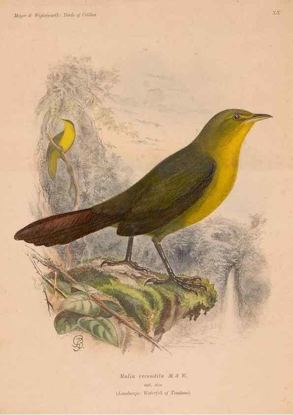 Reproducción/Reproduction 49815029667: The birds of Celebes and the neighbouring islands /. Berlin :R. Friedländer & Sohn,1898.. 