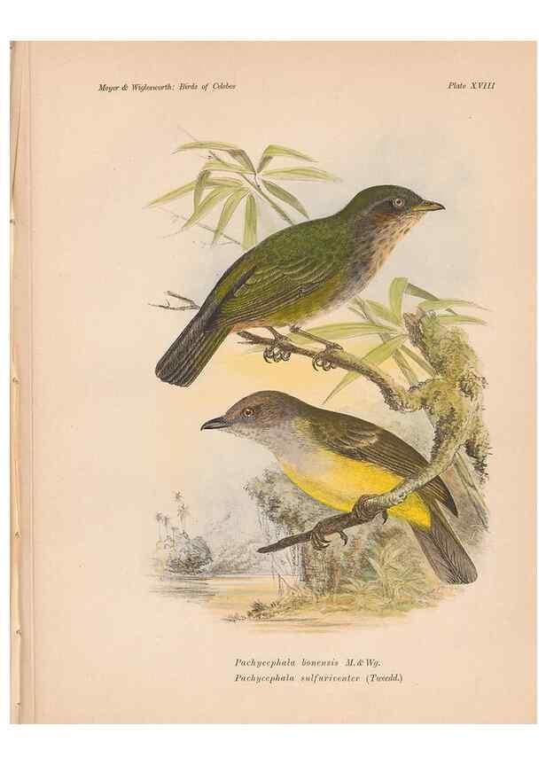 Reproducción/Reproduction 49814177373: The birds of Celebes and the neighbouring islands /. Berlin :R. Friedländer & Sohn,1898.. 