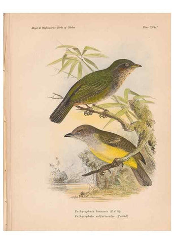 Reproducción/Reproduction 49814177373: The birds of Celebes and the neighbouring islands /. Berlin :R. Friedländer & Sohn,1898.. 