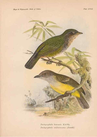 Reproducción/Reproduction 49814177373: The birds of Celebes and the neighbouring islands /. Berlin :R. Friedländer & Sohn,1898.. 