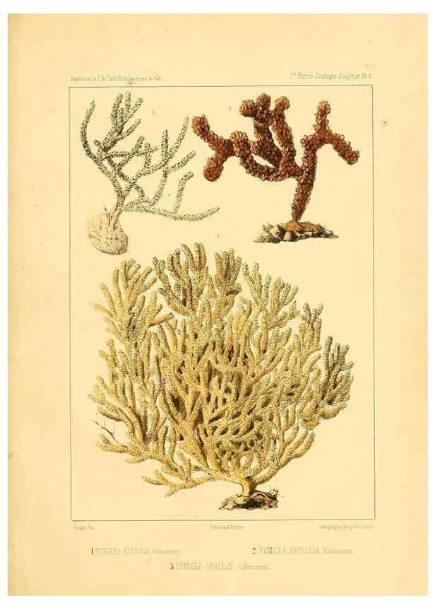 Reproducción/Reproduction 49814713447: Expédition dans les parties centrales de l'Amérique du Sud. Paris :Chez P. Bertrand,1850-1859.. 