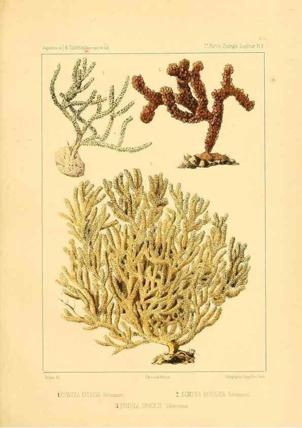Reproducción/Reproduction 49814713447: Expédition dans les parties centrales de l'Amérique du Sud. Paris :Chez P. Bertrand,1850-1859.. 