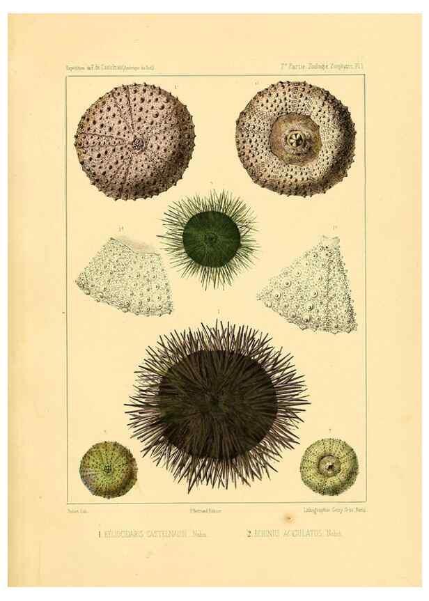 Reproducción/Reproduction 49813866818: Expédition dans les parties centrales de l'Amérique du Sud. Paris :Chez P. Bertrand,1850-1859.. 