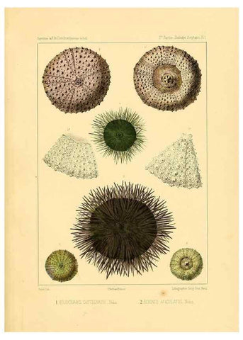 Reproducción/Reproduction 49813866818: Expédition dans les parties centrales de l'Amérique du Sud. Paris :Chez P. Bertrand,1850-1859.. 