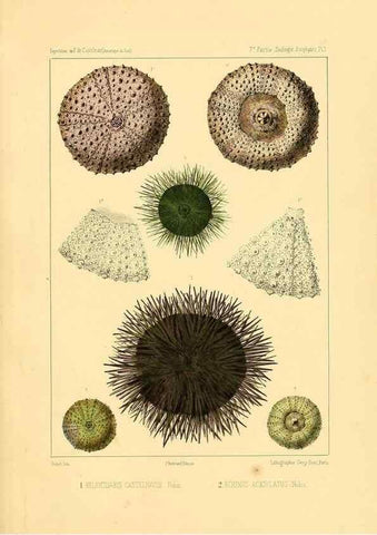 Reproducción/Reproduction 49813866818: Expédition dans les parties centrales de l'Amérique du Sud. Paris :Chez P. Bertrand,1850-1859.. 