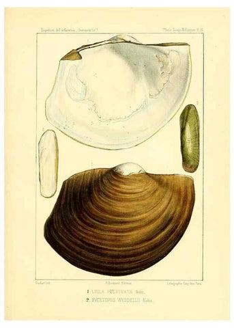 Reproducción/Reproduction 49813866568: Expédition dans les parties centrales de l'Amérique du Sud. Paris :Chez P. Bertrand,1850-1859.. 
