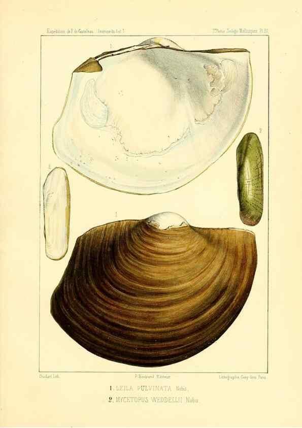 Reproducción/Reproduction 49813866568: Expédition dans les parties centrales de l'Amérique du Sud. Paris :Chez P. Bertrand,1850-1859.. 