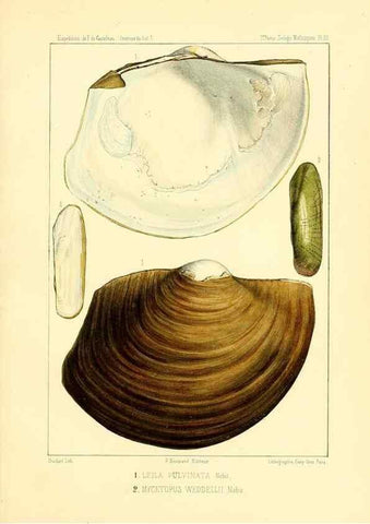Reproducción/Reproduction 49813866568: Expédition dans les parties centrales de l'Amérique du Sud. Paris :Chez P. Bertrand,1850-1859.. 