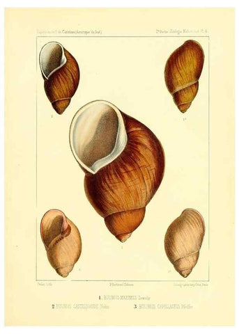 Reproducción/Reproduction 49813862503: Expédition dans les parties centrales de l'Amérique du Sud. Paris :Chez P. Bertrand,1850-1859.. 