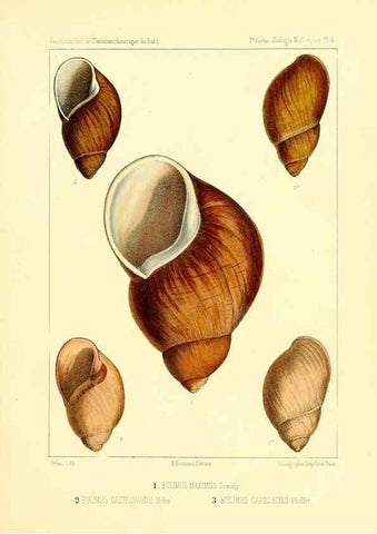 Reproducción/Reproduction 49813862503: Expédition dans les parties centrales de l'Amérique du Sud. Paris :Chez P. Bertrand,1850-1859.. 