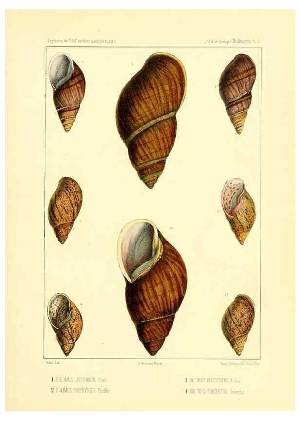 Reproducción/Reproduction 49814709032: Expédition dans les parties centrales de l'Amérique du Sud. Paris :Chez P. Bertrand,1850-1859.. 