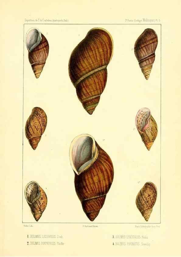 Reproducción/Reproduction 49814709032: Expédition dans les parties centrales de l'Amérique du Sud. Paris :Chez P. Bertrand,1850-1859.. 